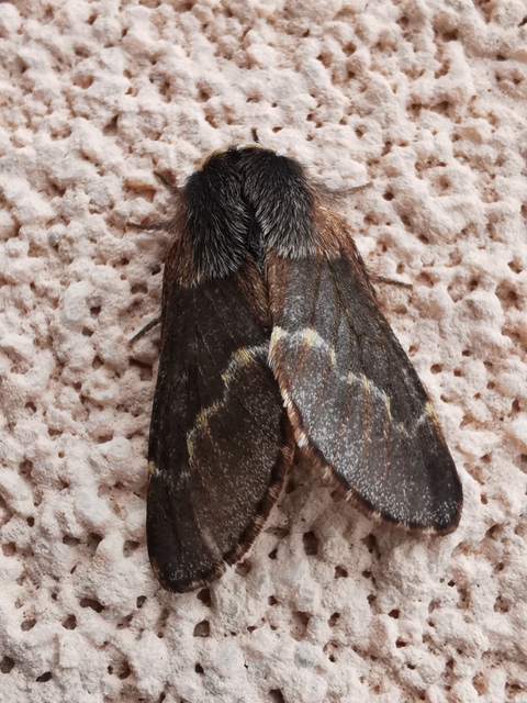 Poecilocampa populi - nyárfaszövő