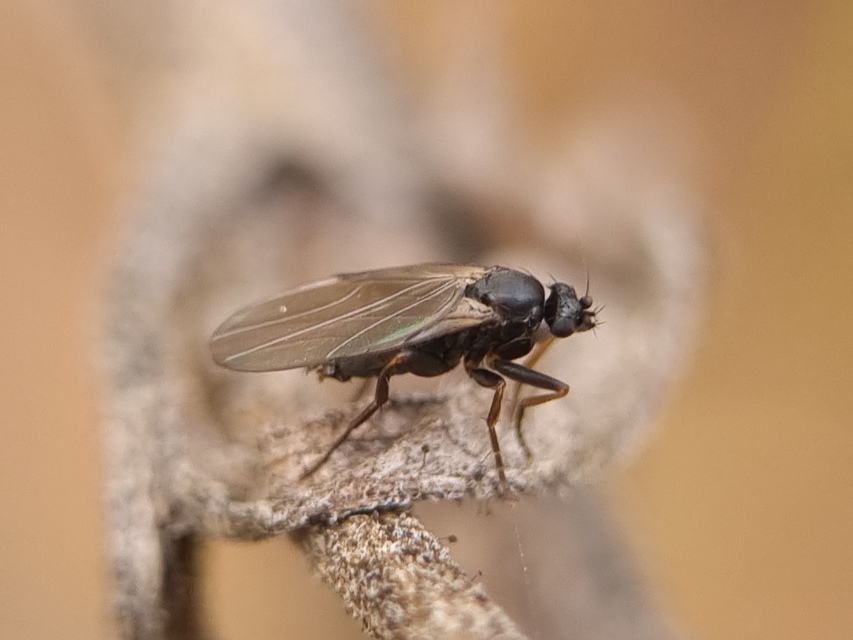 Phoridae - púposlégyfélék