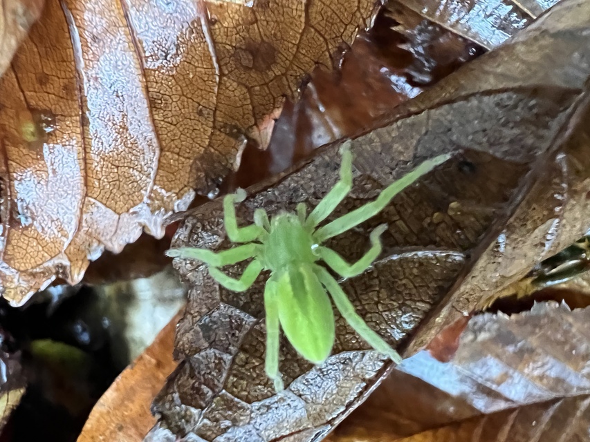 Micrommata virescens - hunyópók