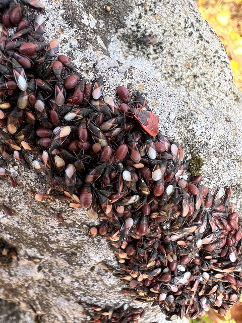 Oxycarenus lavaterae - hársbodobács