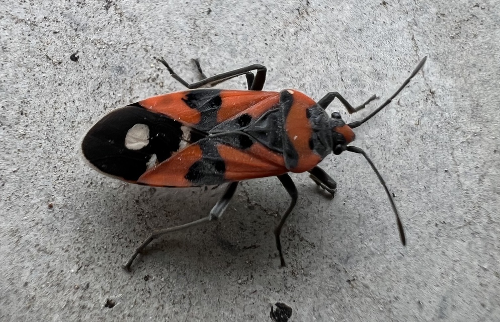 Lygaeus equestris/simulans