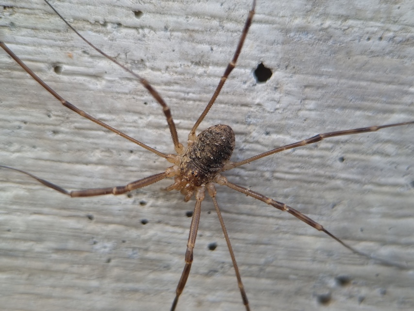 Opilio saxatilis
