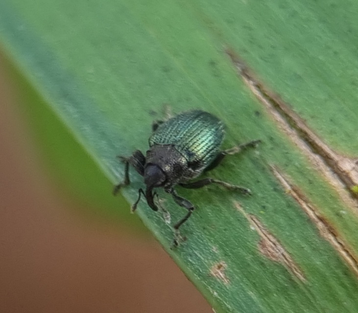 Ceutorhynchus erysimi - kis repcsény-ceutormányos