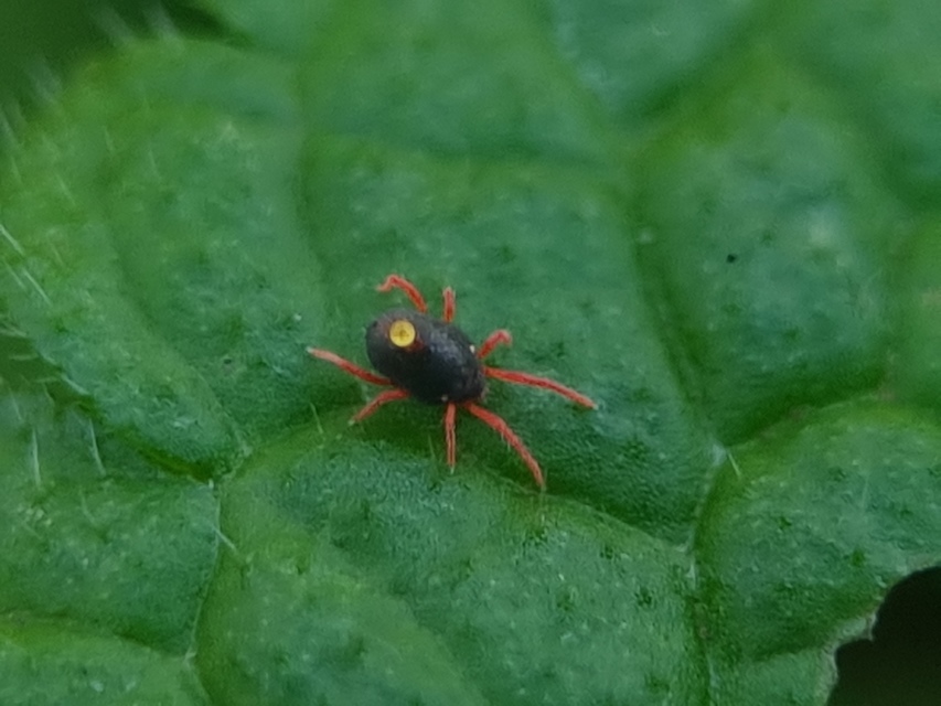 Penthaleus