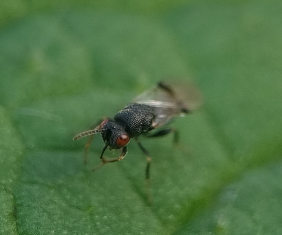 Sycophila