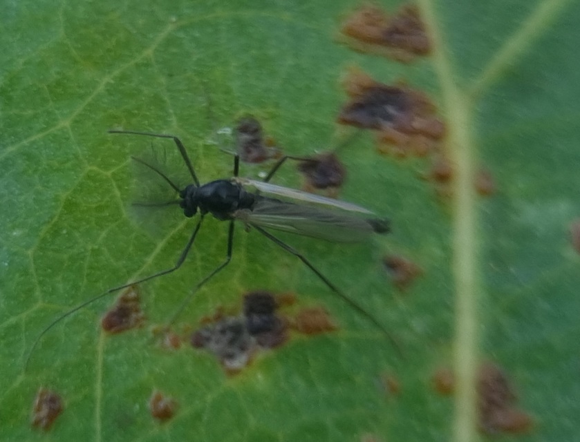 Diamesinae
