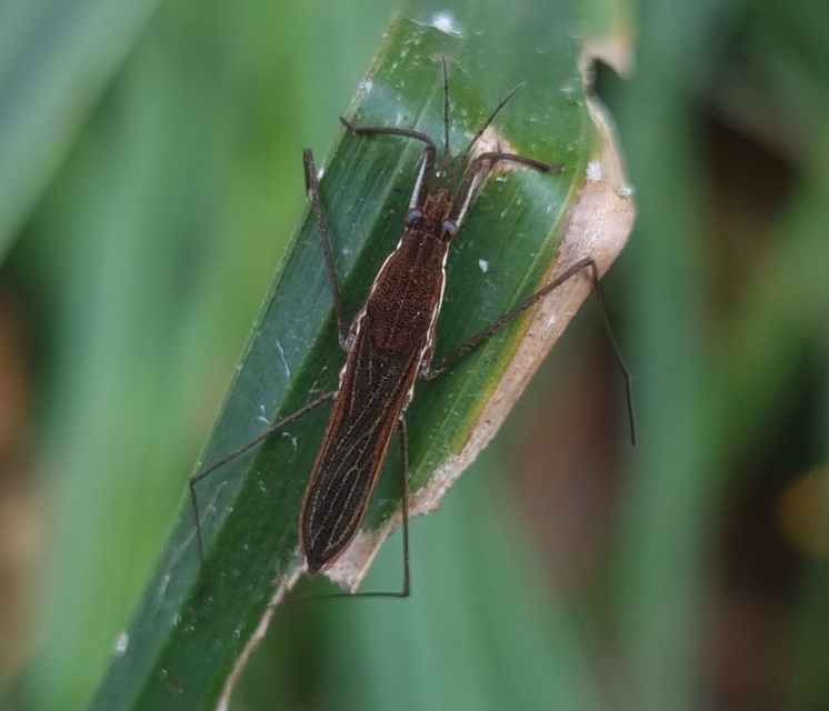Gerridae - molnárpoloskák