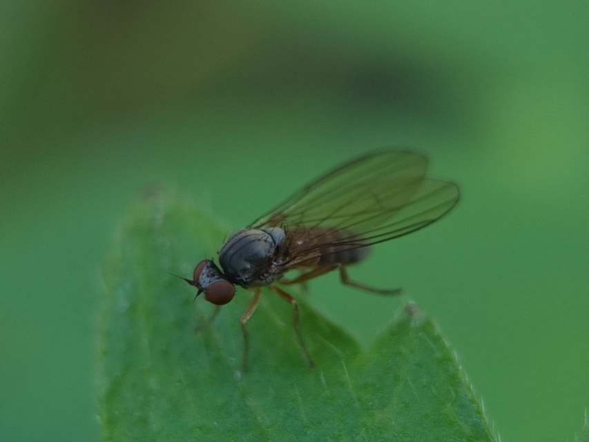 Platypezidae - kormoslegyek