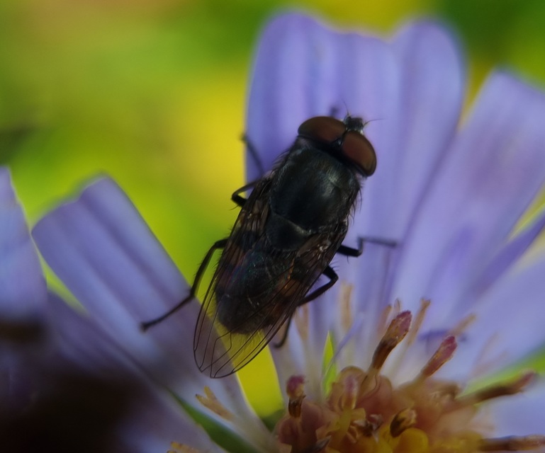 Stomorhina lunata - sáskaparazita légy