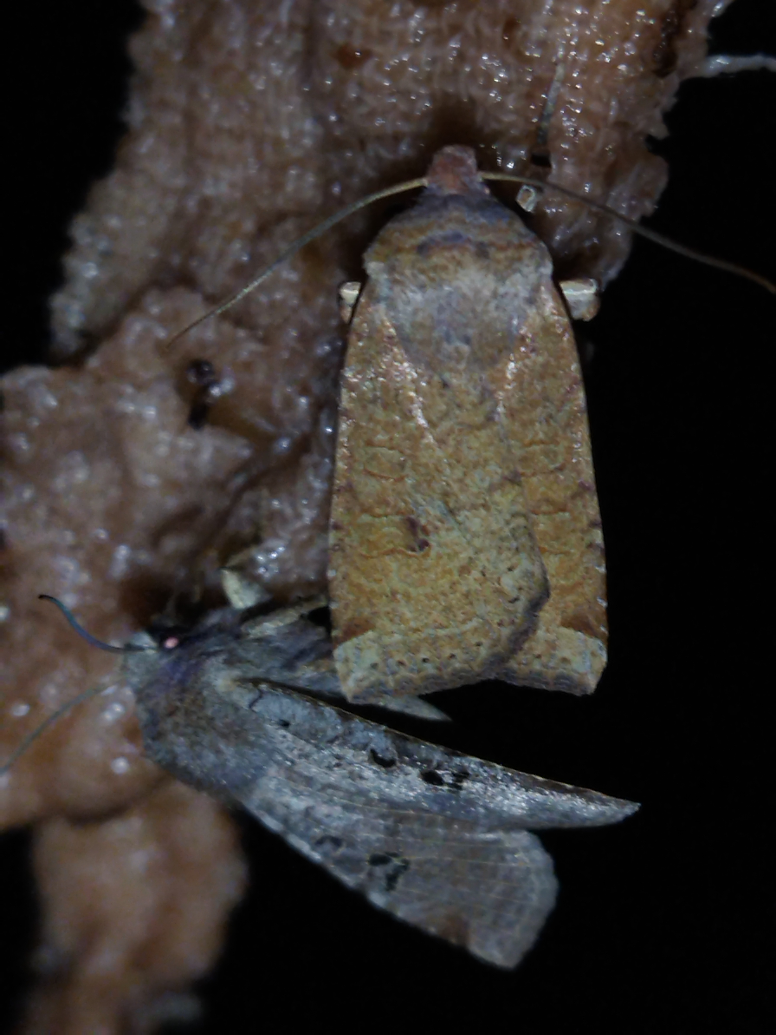 Conistra veronicae - veronika-őszibagoly