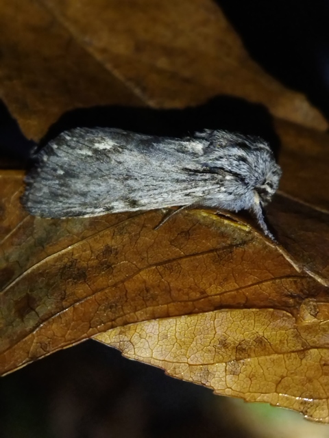 Asteroscopus syriaca decipulae - Kovács bundásbaglya