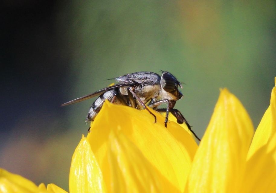Stomorhina lunata - sáskaparazita légy