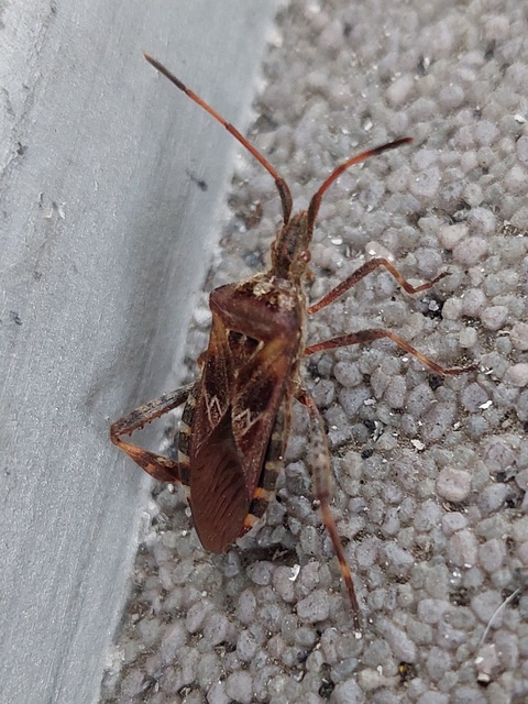 Leptoglossus occidentalis - nyugati levéllábú poloska