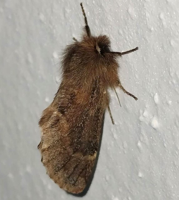 Ptilophora plumigera - tollas púposszövő