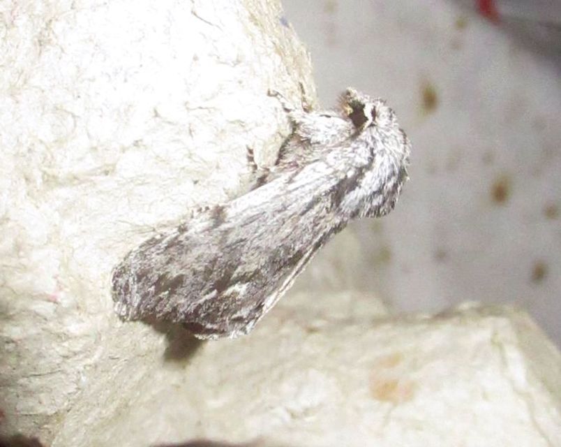 Asteroscopus syriaca decipulae - Kovács bundásbaglya