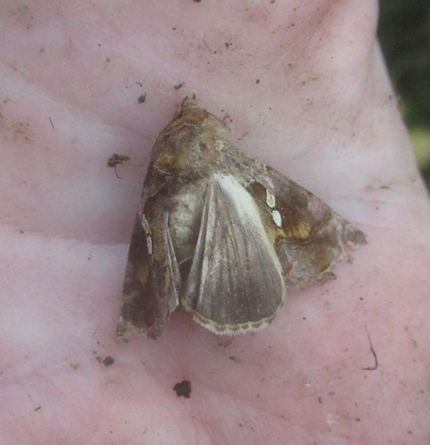 Chrysodeixis chalcites - déli aranybagoly