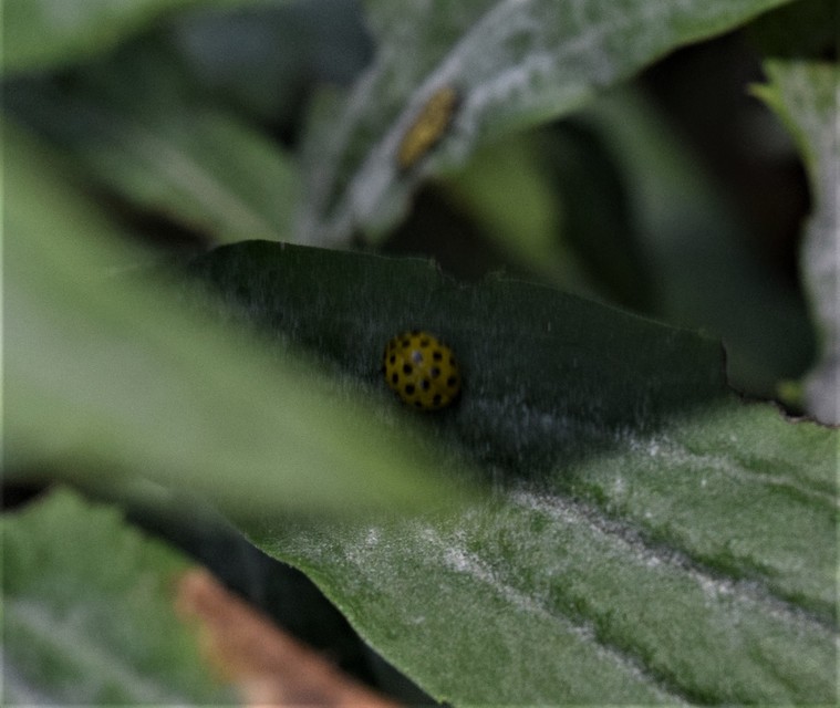 Psyllobora vigintiduopunctata - huszonkétpettyes katica
