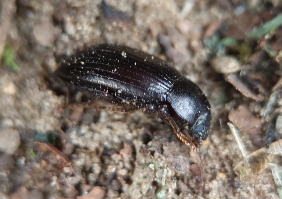 Nalassus dermestoides - rövidszárnyú gyászbogár