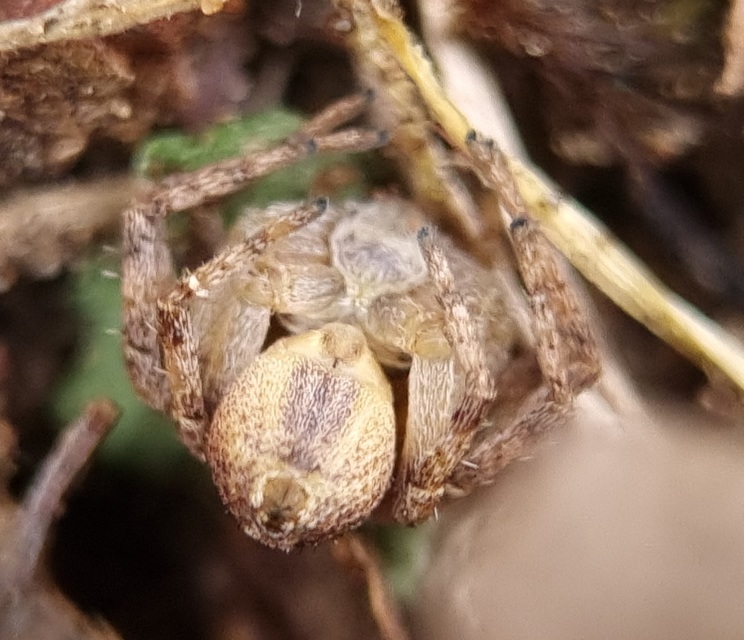Philodromus