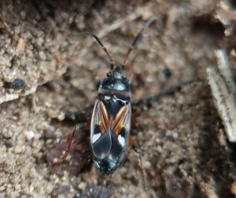 Raglius alboacuminatus - tarka díszesbodobács