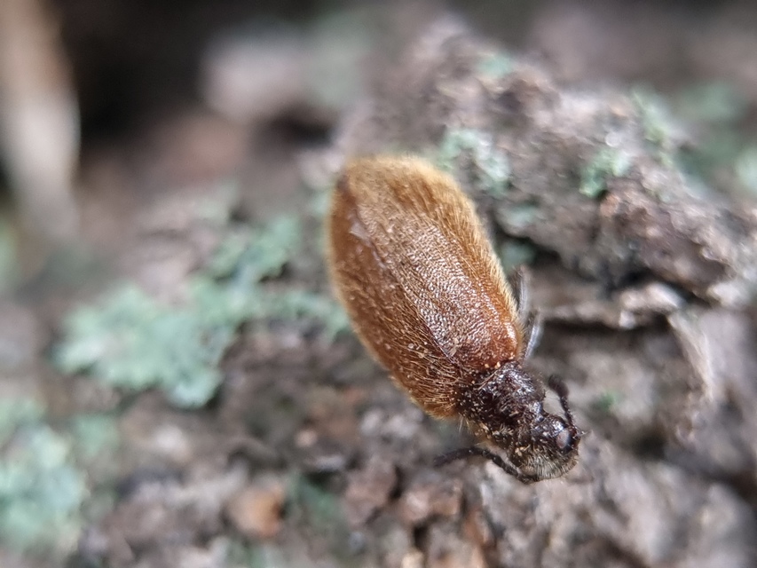 Lagria