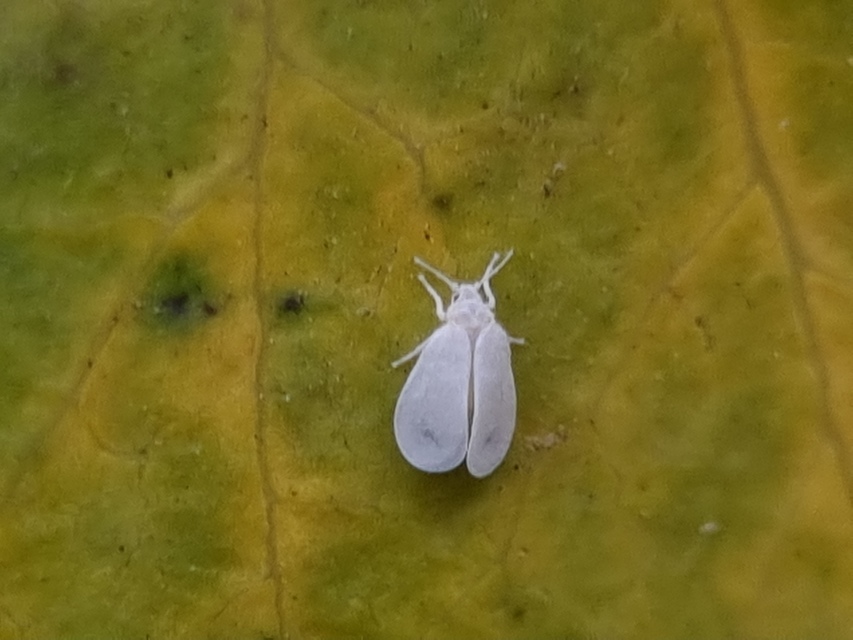 Aleyrodidae
