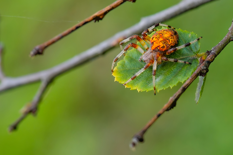 Araneus marmoreus - márványos keresztespók