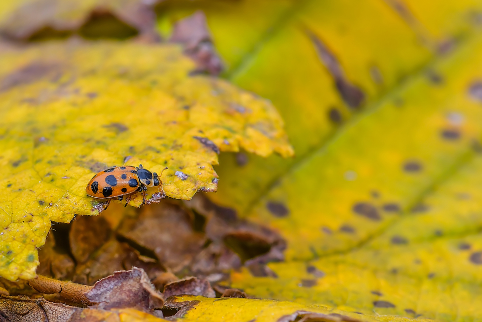 Hippodamia tredecimpunctata - mocsári katica