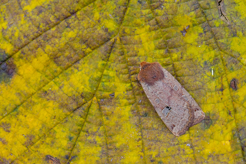 Conistra erythrocephala - vörösfejű őszibagoly