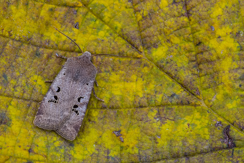 Conistra rubiginosa - szürke télibagoly