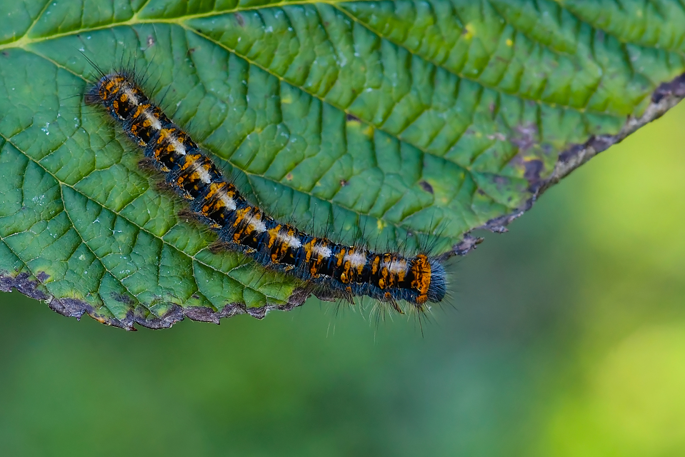 Lasiocampa quercus - tölgyfaszövő
