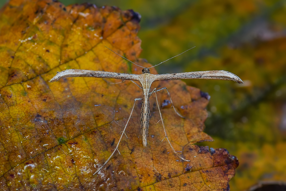 Emmelina monodactyla/argoteles