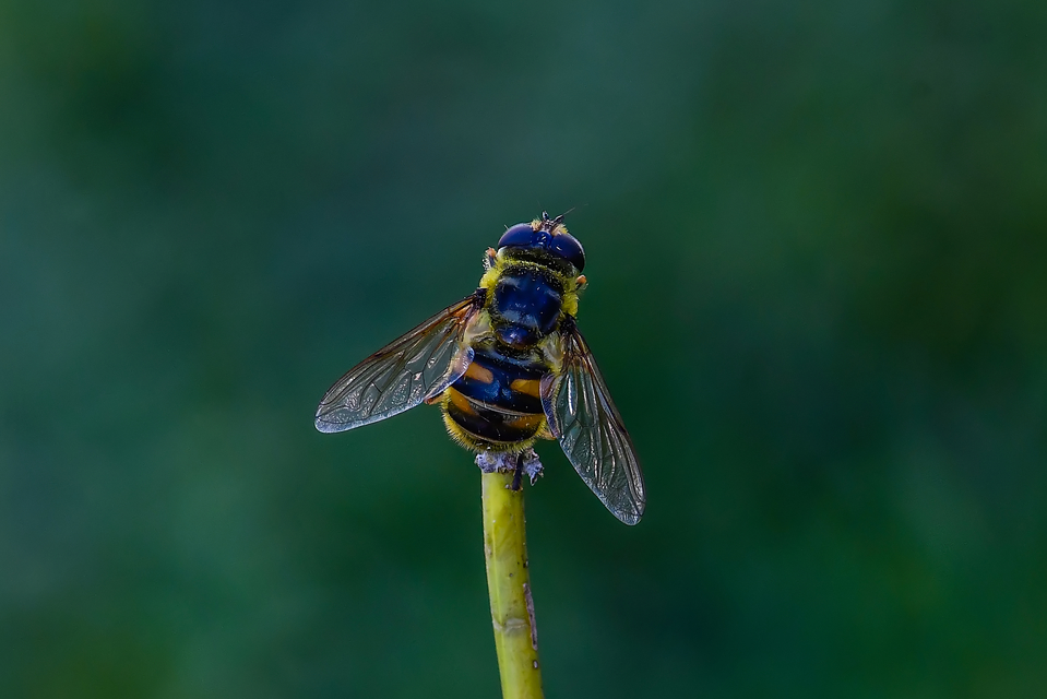 Myathropa florea - halálfejes odúlégy