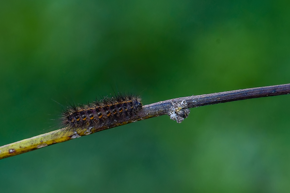 Phragmatobia fuliginosa - füstös medvelepke