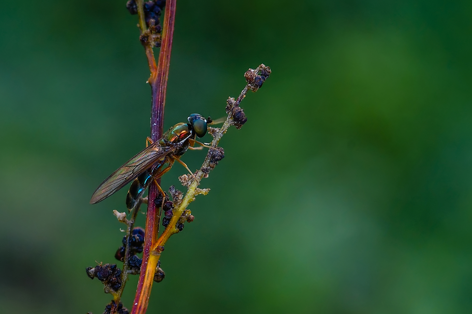Sargus bipunctatus - kétpettyes fémeslégy