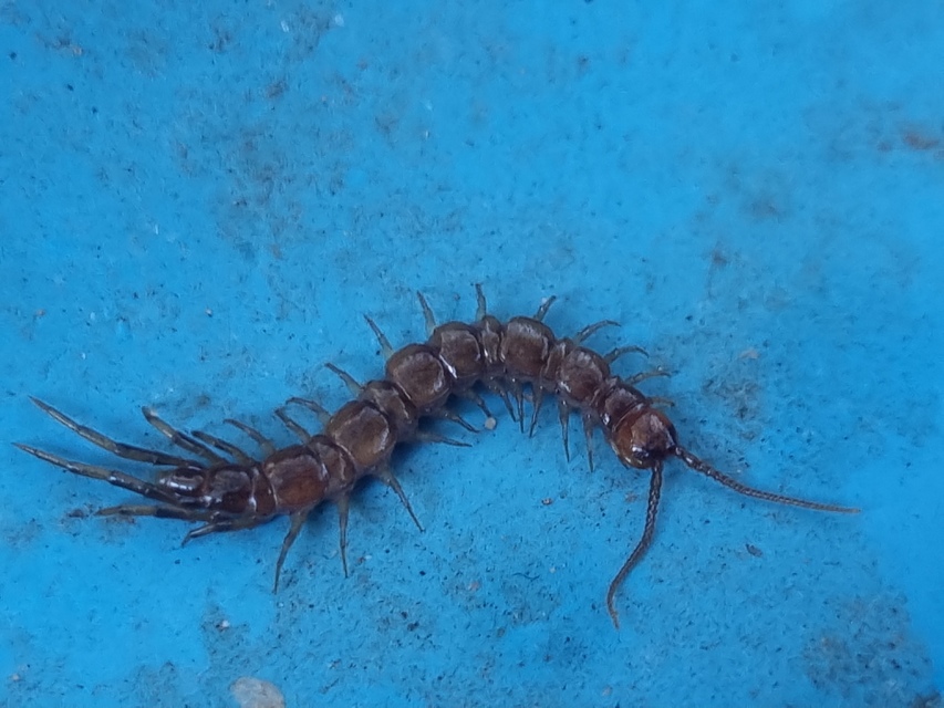 Lithobius