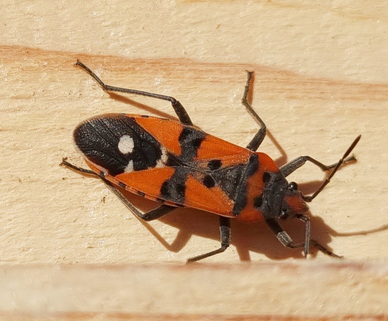 Lygaeus equestris/simulans