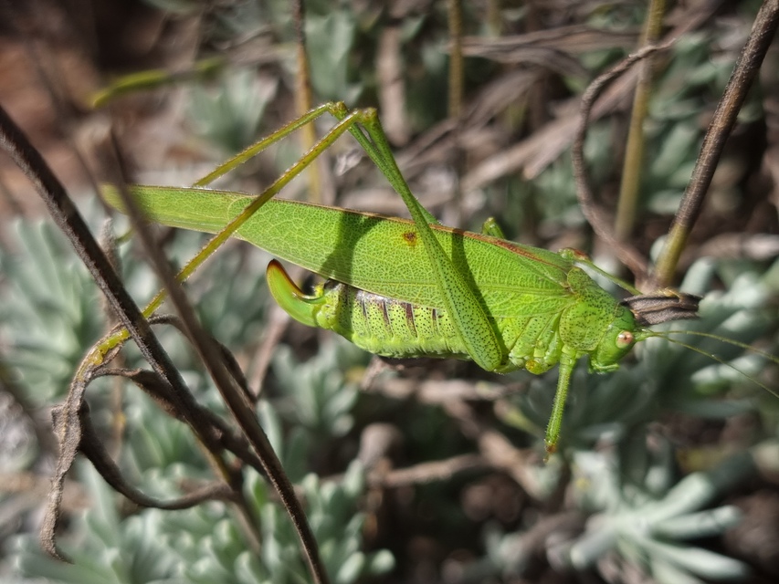 Phaneroptera nana - pontozott repülőszöcske
