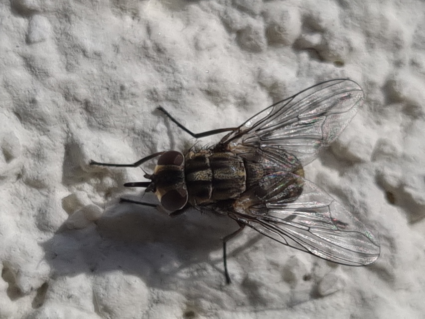 Stomoxys calcitrans - szuronyos istállólégy