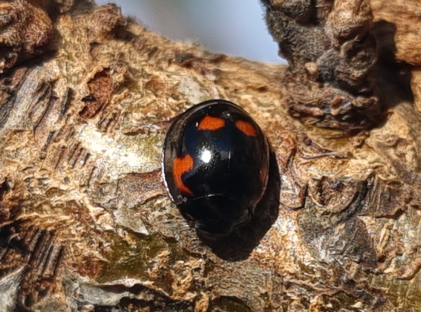 Exochomus quadripustulatus - négyfoltos szerecsenkata