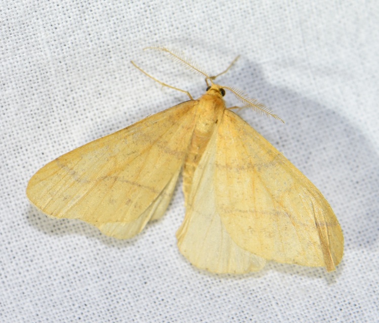 Agriopis aurantiaria - aranysárga téliaraszoló