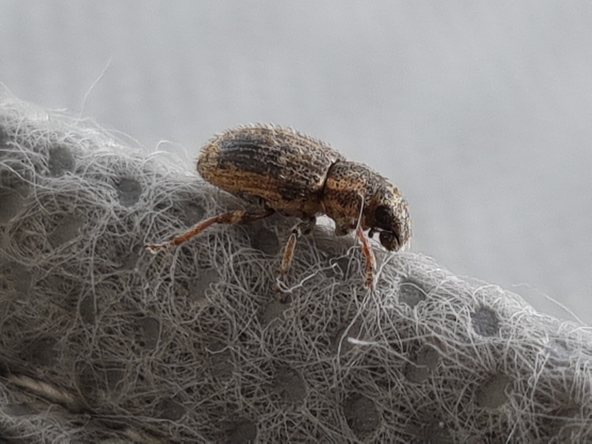 Sitona hispidulus - szőrös csipkézőbogár