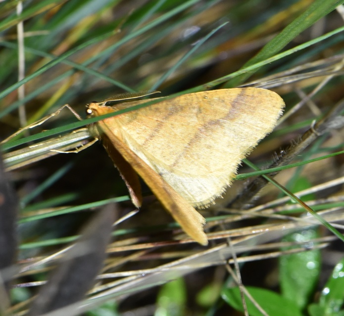 Agriopis aurantiaria - aranysárga téliaraszoló