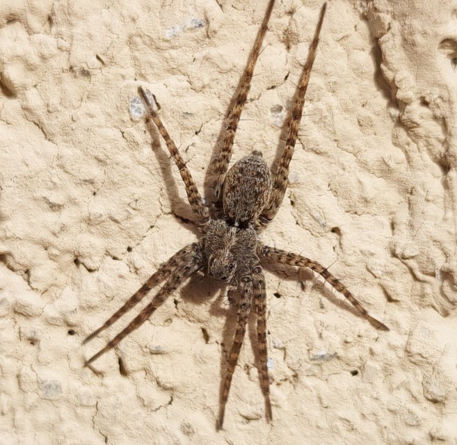 Pardosa