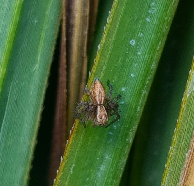 Oxyopes