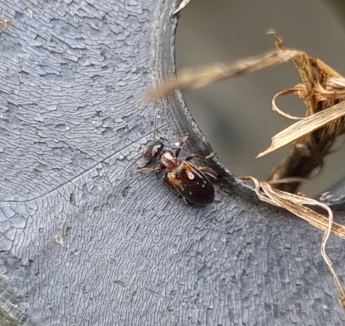 Omonadus formicarius - simanyakú fürgebogár