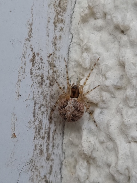 Theridion