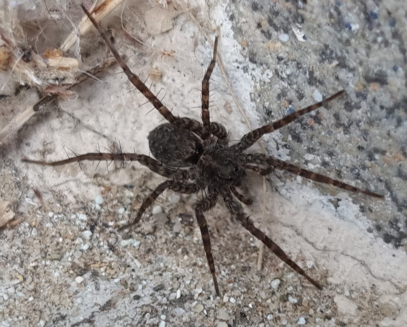 Pardosa