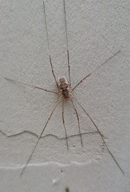 Phalangium opilio