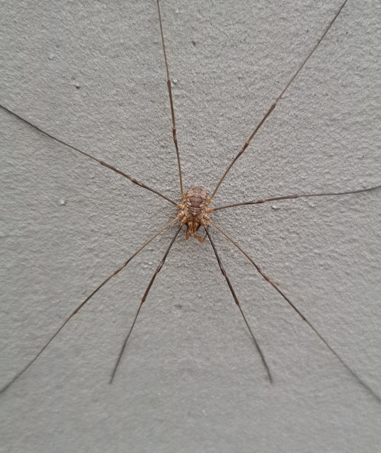 Phalangium opilio